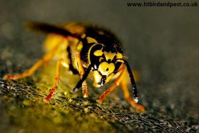Photograph of a wasp