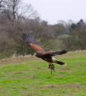 Harris Hawk