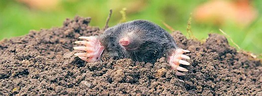 Mole emerging