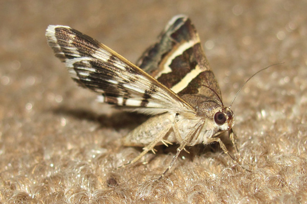 clothes moths in Southville clothes moths in Southville