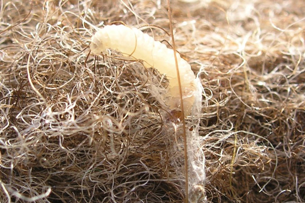 clothes moth problems Royal-Tunbridge-Wells clothes moth problems Royal-Tunbridge-Wells