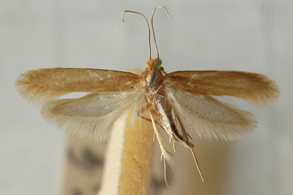 clothes moth removal Southville clothes moth removal Southville