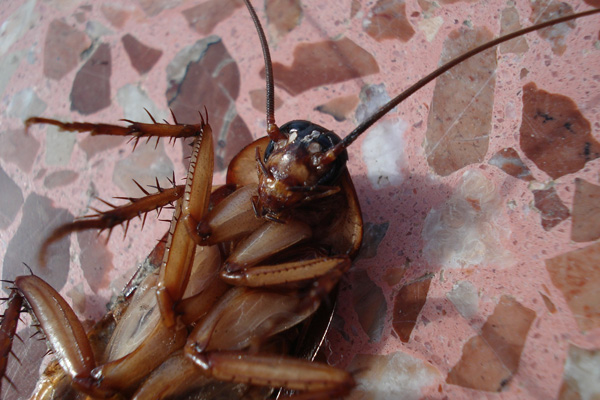 cockroach in loft in London cockroach in loft in London