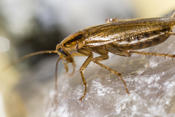 cockroach nest in Haywards-Heath