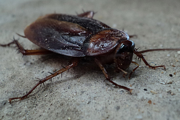 cockroach problems London cockroach problems London