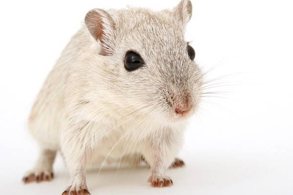 mice infestation in Enfield mice infestation in Enfield