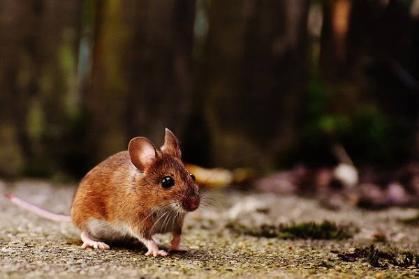 mice nest in Enfield mice nest in Enfield