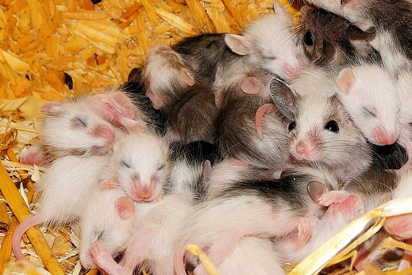 mice problems Enfield mice problems Enfield