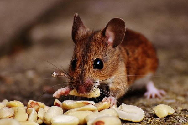 mice removal Enfield mice removal Enfield