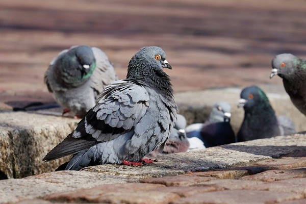 Pigeon problems Oxted Pigeon problems Oxted
