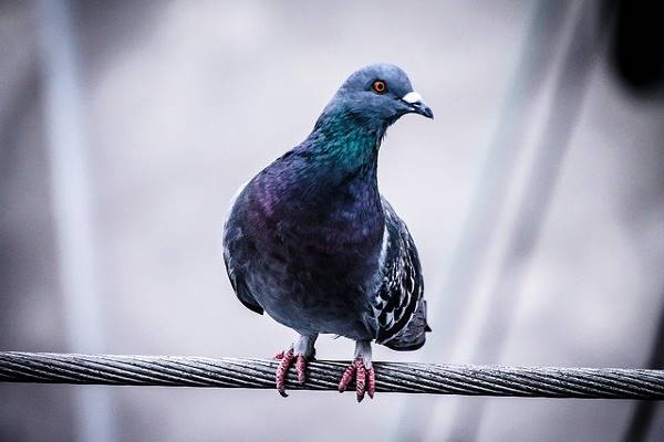 Pigeons Oxted Pigeons Oxted