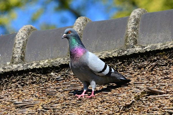 Pigeons nesting in Oxted Pigeons nesting in Oxted