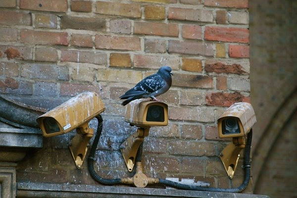Pigeons on roof in Oxted Pigeons on roof in Oxted