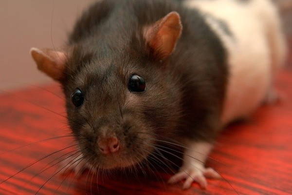 Rat problems in Windsor Rat problems in Windsor
