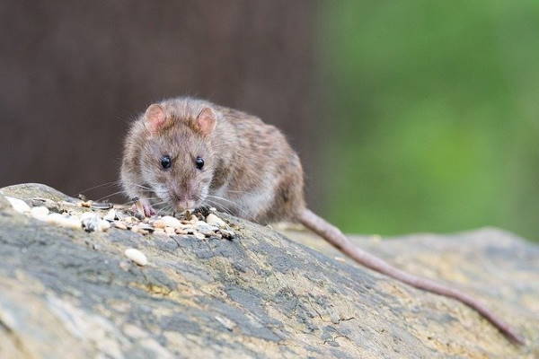Rats in Windsor Rats in Windsor