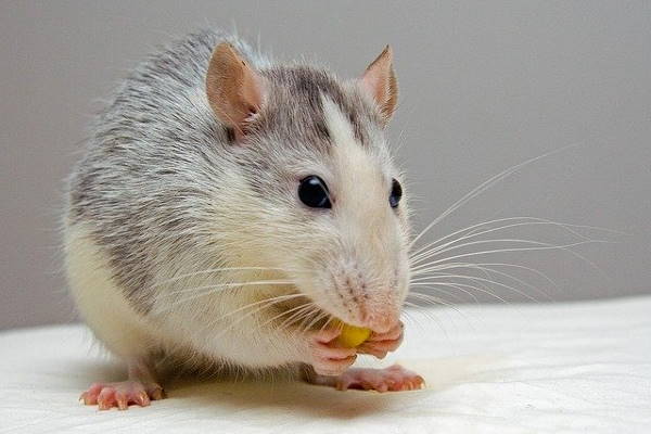 Rats in loft Bromley Rats in loft Bromley