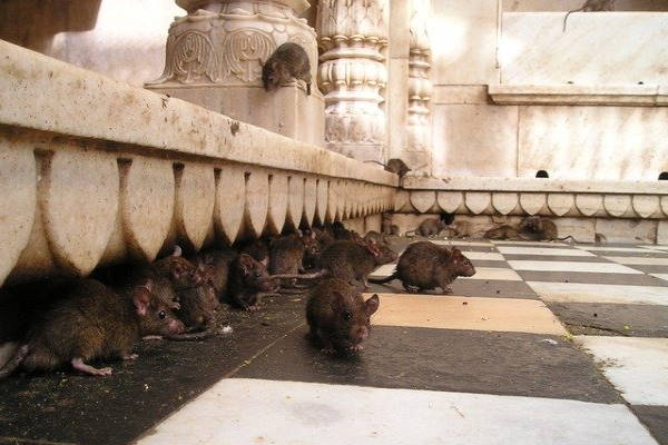 Rats nests in Windsor Rats nests in Windsor