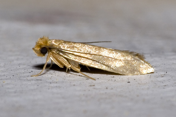 pests in residential properties Avonmouth pests in residential properties Avonmouth
