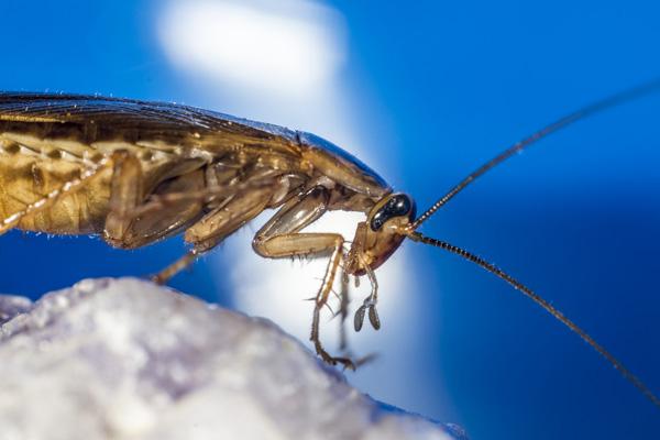 residential building pest control services Avonmouth residential building pest control services Avonmouth