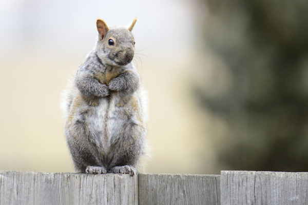 Squirrels in Harlow