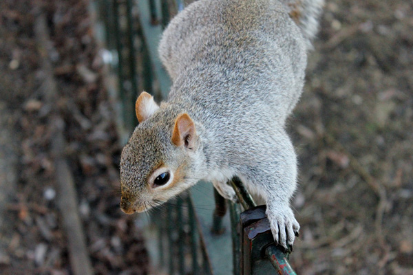 Squirrels in loft London Squirrels in loft London