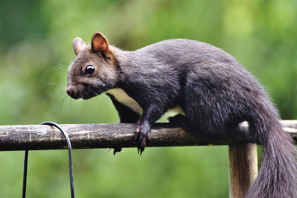 Squirrel problems in London Squirrel problems in London
