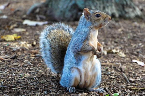 Squirrel nests in Harlow
