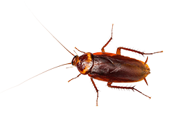 cockroach