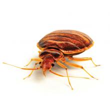 Bed bug control and removal services
