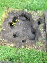 Rat holes in the garden