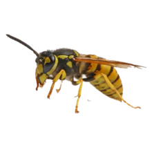 Pests | Pest Control Wasp Nest | Pest Control Flies | Bird Proofing