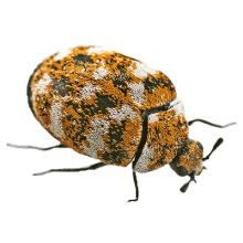 Varied Carpet Beetle