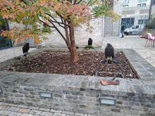 Harris hawks