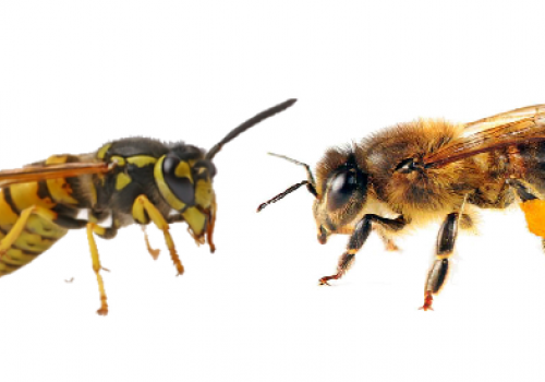 Wasps vs Bees
