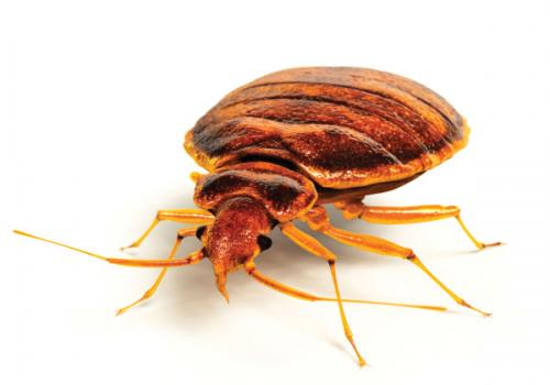 Bed bug control