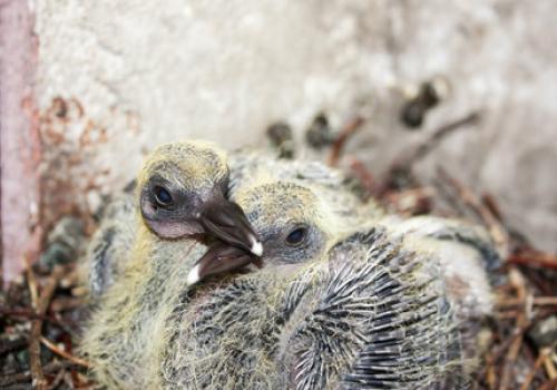 Pigeon chicks