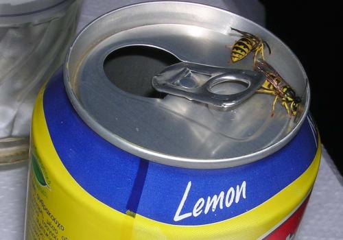 Wasps on drink can