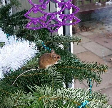 Mouse on Christmas tree