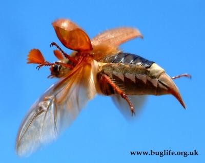 Common Cockchafer on www.buglife.org.uk