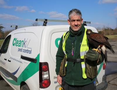 Luna the pest control Harris Hawk