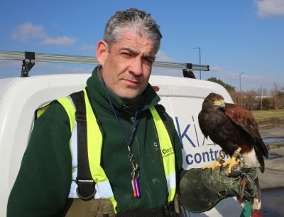 Alan and Luna the Harris Hawk work for Cleankill