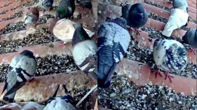 Pigeons, taken during research by the University of Pisa