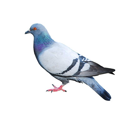 pigeon