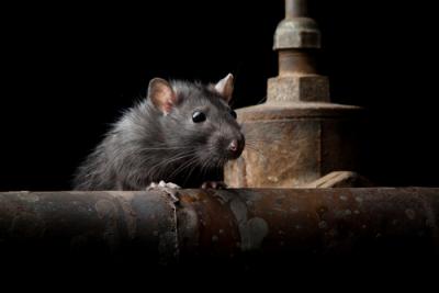 Rat amongst the pipes
