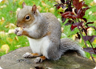 Photo of squirrel