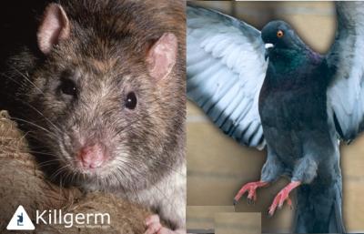 Rat & pigeon courtesy of Killgerm Group Limited.