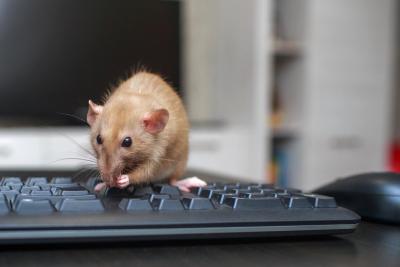 rodent on keyboard