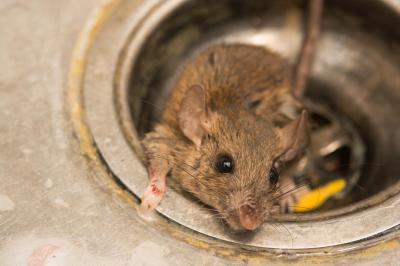 rat pest in sink