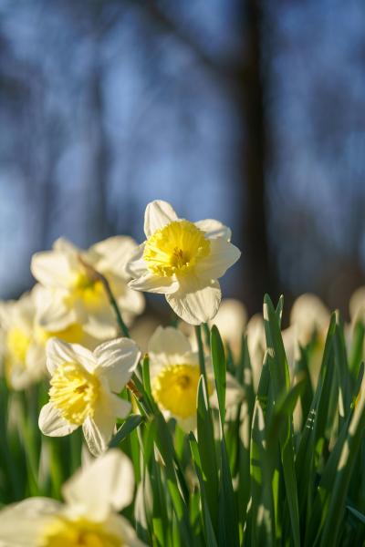 Photo by Mohamed B.: https://www.pexels.com/photo/close-up-of-blooming-daffodils-in-spring-sunlight-31554720/