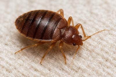 Bedbug